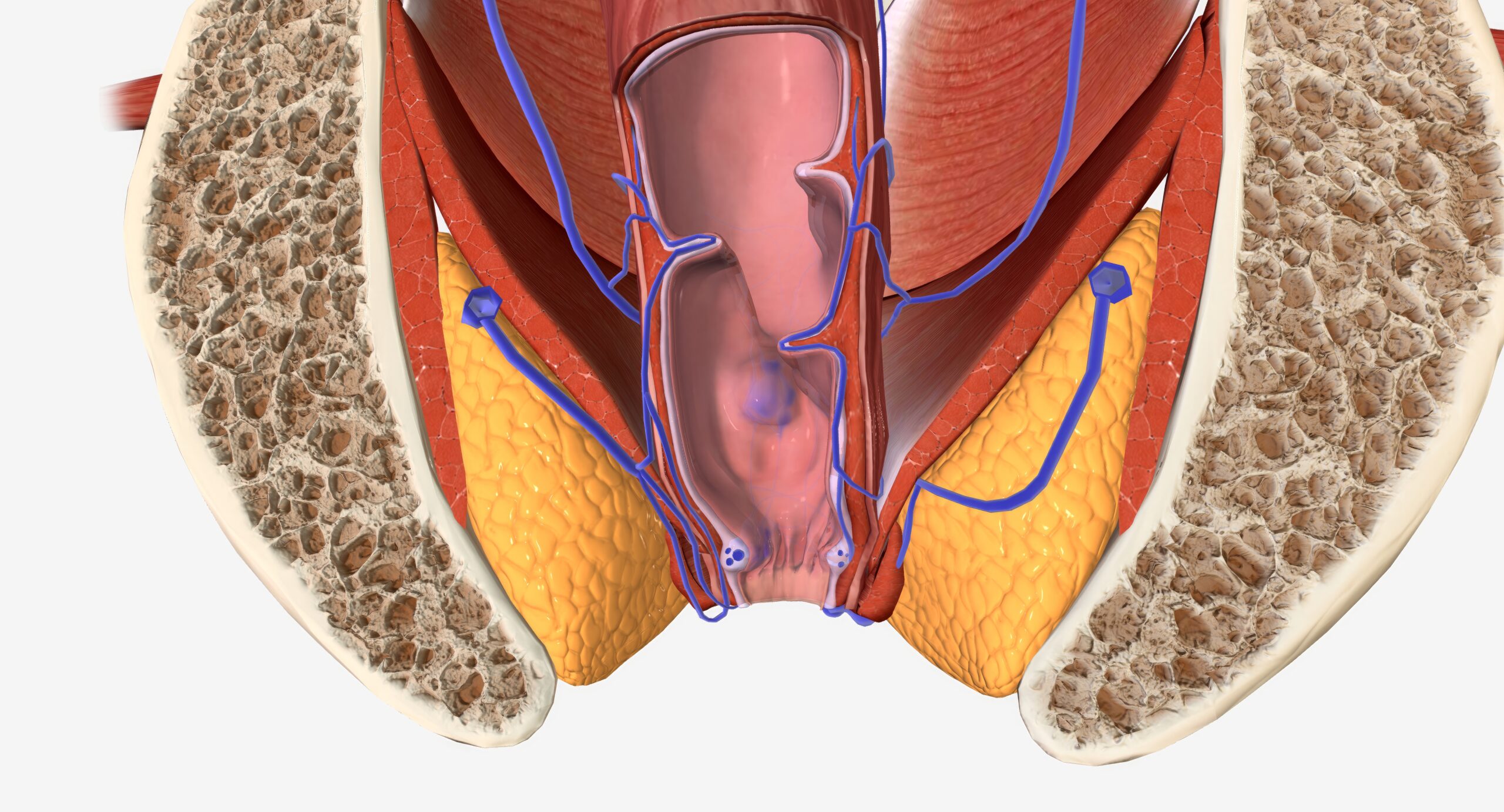 Read more about the article Fistula Homeopathy Treatment in Delhi: What You Need to Know Before You Begin